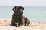 CANE CORSO 611